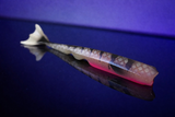 KP-Pelagic - Serie