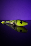 Toppi Shad PB Signature